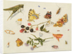 Study of Insects, Flowers and Fruits, 17th century by Ferdinand van Kessel