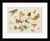 Study of Insects, Flowers and Fruits, 17th century by Ferdinand van Kessel