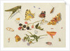 Study of Insects, Flowers and Fruits, 17th century by Ferdinand van Kessel