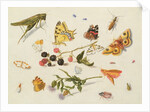Study of Insects, Flowers and Fruits, 17th century by Ferdinand van Kessel