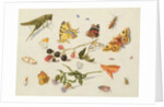 Study of Insects, Flowers and Fruits, 17th century by Ferdinand van Kessel