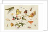 Study of Insects, Flowers and Fruits, 17th century by Ferdinand van Kessel