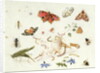 Study of Insects and Flowers by Ferdinand van Kessel