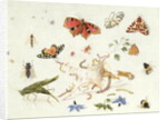 Study of Insects and Flowers by Ferdinand van Kessel