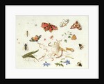 Study of Insects and Flowers by Ferdinand van Kessel