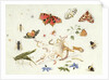Study of Insects and Flowers by Ferdinand van Kessel