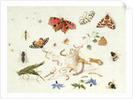 Study of Insects and Flowers by Ferdinand van Kessel