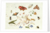 Study of Insects and Flowers by Ferdinand van Kessel