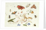 Study of Insects and Flowers by Ferdinand van Kessel