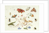 Study of Insects and Flowers by Ferdinand van Kessel