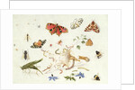 Study of Insects and Flowers by Ferdinand van Kessel