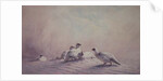 Ptarmigan, Winter, 1873 by Joseph Wolf
