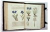 Iris, six varieties from 'The First Booke of the Historie of Plants' by John Gerard, published 1597 by English School