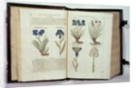 Iris, six varieties from 'The First Booke of the Historie of Plants' by John Gerard, published 1597 by English School