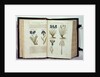 Iris, six varieties from 'The First Booke of the Historie of Plants' by John Gerard, published 1597 by English School