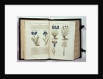 Iris, six varieties from 'The First Booke of the Historie of Plants' by John Gerard, published 1597 by English School