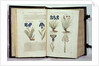Iris, six varieties from 'The First Booke of the Historie of Plants' by John Gerard, published 1597 by English School