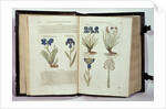 Iris, six varieties from 'The First Booke of the Historie of Plants' by John Gerard, published 1597 by English School