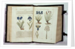 Iris, six varieties from 'The First Booke of the Historie of Plants' by John Gerard, published 1597 by English School