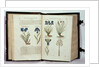 Iris, six varieties from 'The First Booke of the Historie of Plants' by John Gerard, published 1597 by English School