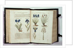 Iris, six varieties from 'The First Booke of the Historie of Plants' by John Gerard, published 1597 by English School