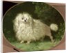 Portrait of a Poodle by Jean Jacques Bachelier