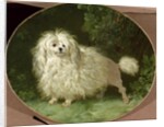 Portrait of a Poodle by Jean Jacques Bachelier