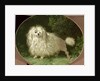 Portrait of a Poodle by Jean Jacques Bachelier