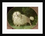 Portrait of a Poodle by Jean Jacques Bachelier