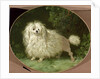 Portrait of a Poodle by Jean Jacques Bachelier