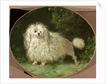 Portrait of a Poodle by Jean Jacques Bachelier