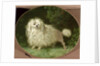 Portrait of a Poodle by Jean Jacques Bachelier