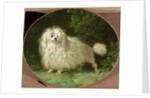 Portrait of a Poodle by Jean Jacques Bachelier