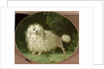 Portrait of a Poodle by Jean Jacques Bachelier