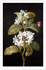 Pear Blossom by Barbara Regina Dietzsch