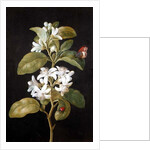 Pear Blossom by Barbara Regina Dietzsch