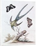 The Long-tailed Humming Bird, 1742 by George Edwards