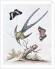 The Long-tailed Humming Bird, 1742 by George Edwards
