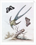 The Long-tailed Humming Bird, 1742 by George Edwards