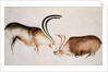 Male and female deer, Magdalenian school, c.13000 BC by Paleolithic Paleolithic