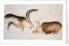 Male and female deer, Magdalenian school, c.13000 BC by Paleolithic Paleolithic