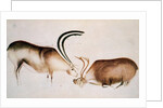 Male and female deer, Magdalenian school, c.13000 BC by Paleolithic Paleolithic