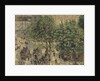 Place du Theatre-Francais, Spring, 1898 by Camille Pissarro