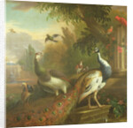 Peacock and Peahen with a Red Cardinal in a Classical Landscape by Tobias Stranover