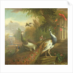 Peacock and Peahen with a Red Cardinal in a Classical Landscape by Tobias Stranover