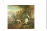 Peacock and Peahen with a Red Cardinal in a Classical Landscape by Tobias Stranover