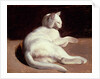 The White Cat, c.1817-18 by Theodore Gericault
