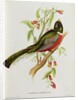 Trogon Ambiguus from 'Tropical Birds', 19th century by John Gould