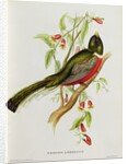 Trogon Ambiguus from 'Tropical Birds', 19th century by John Gould
