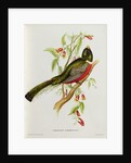 Trogon Ambiguus from 'Tropical Birds', 19th century by John Gould